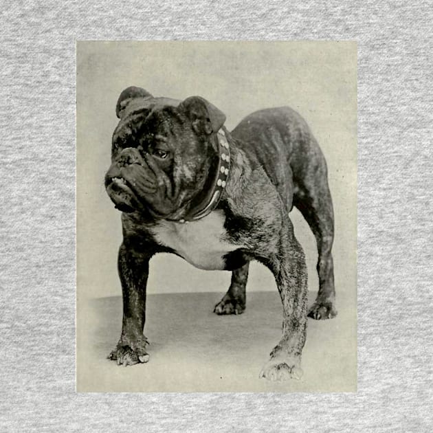 Vintage English Bulldog Photograph by Bravuramedia